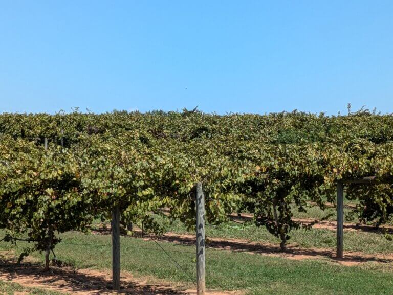 Muscadine Farm at Southern Belle Farms
