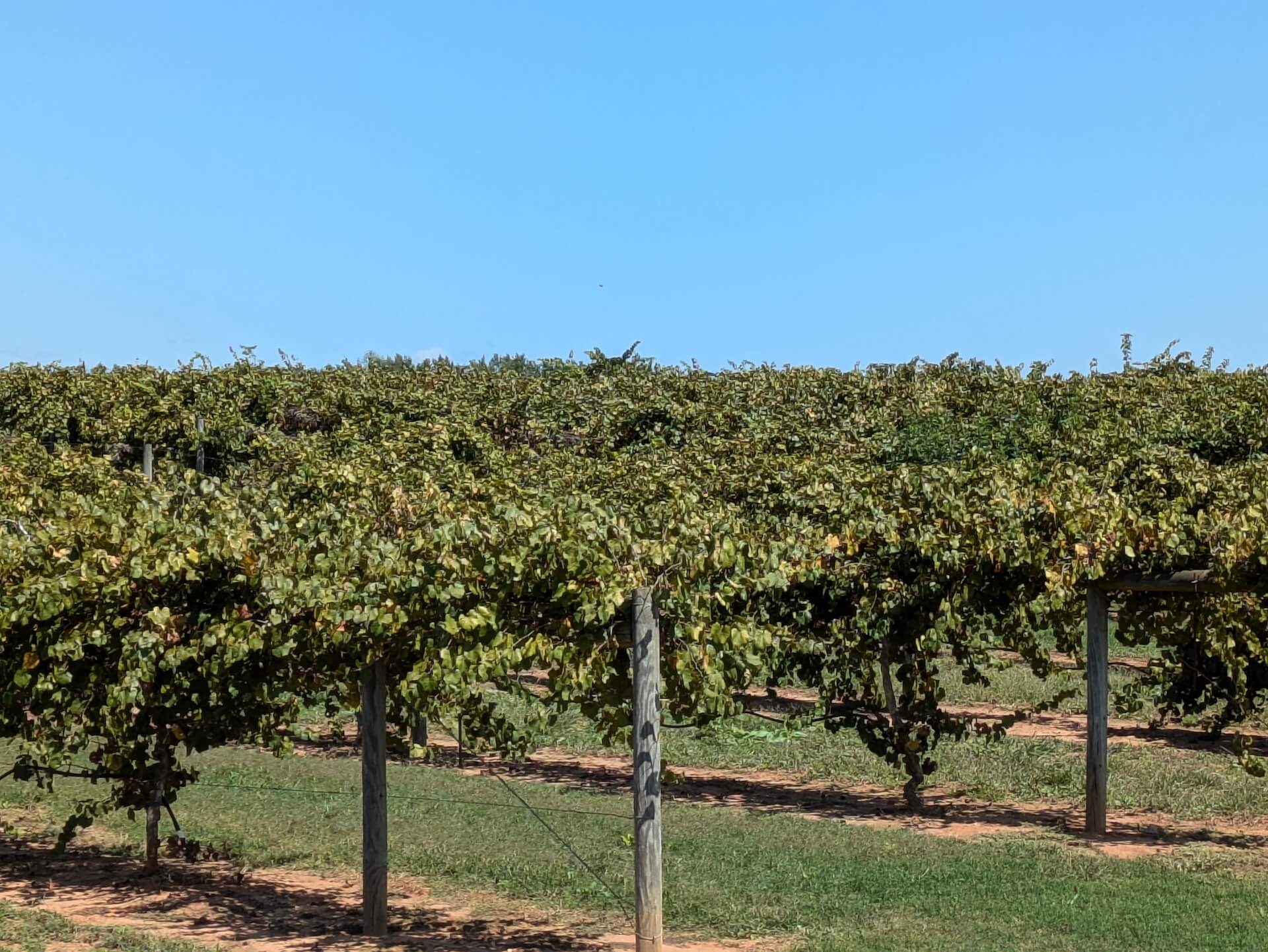 Muscadine Farm at Southern Belle Farms 1