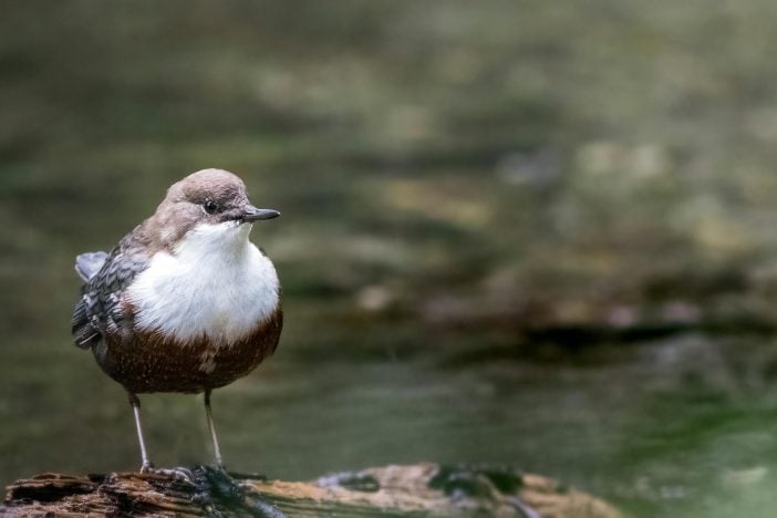 Close-up of a white-throated dipper (Cinclus cinclus) on a log with a muted background in Italy.
