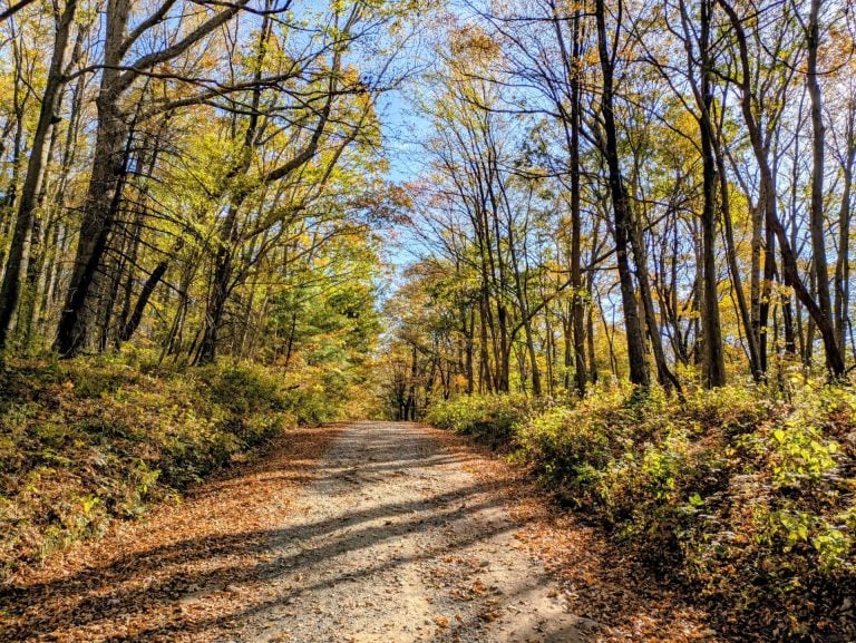 Forest Service Road 68 in the Chattahoochee National Forest
