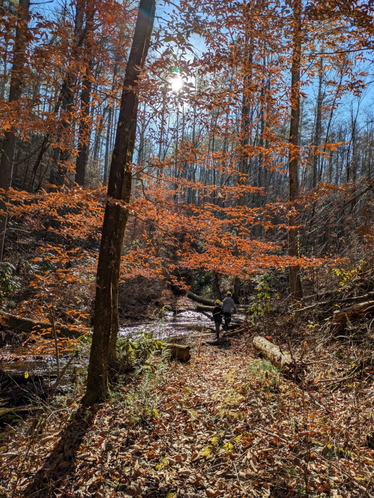 Beeches on Rice Camp Trail in the Cohutta Wilderness