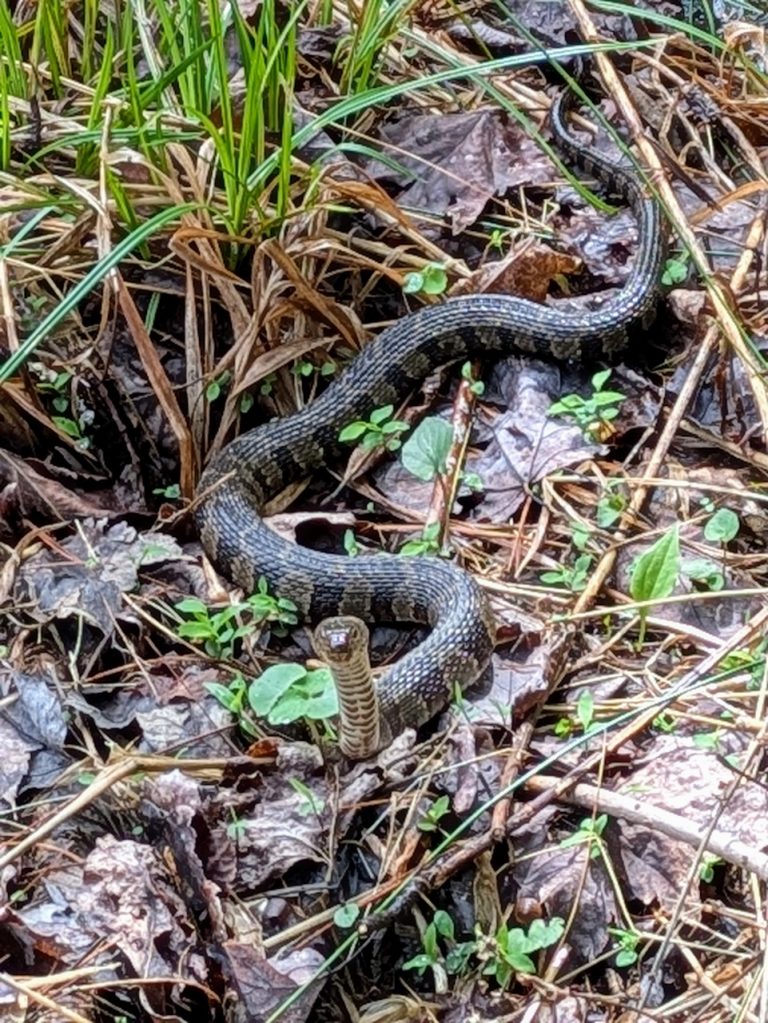 Adorable Little Snake