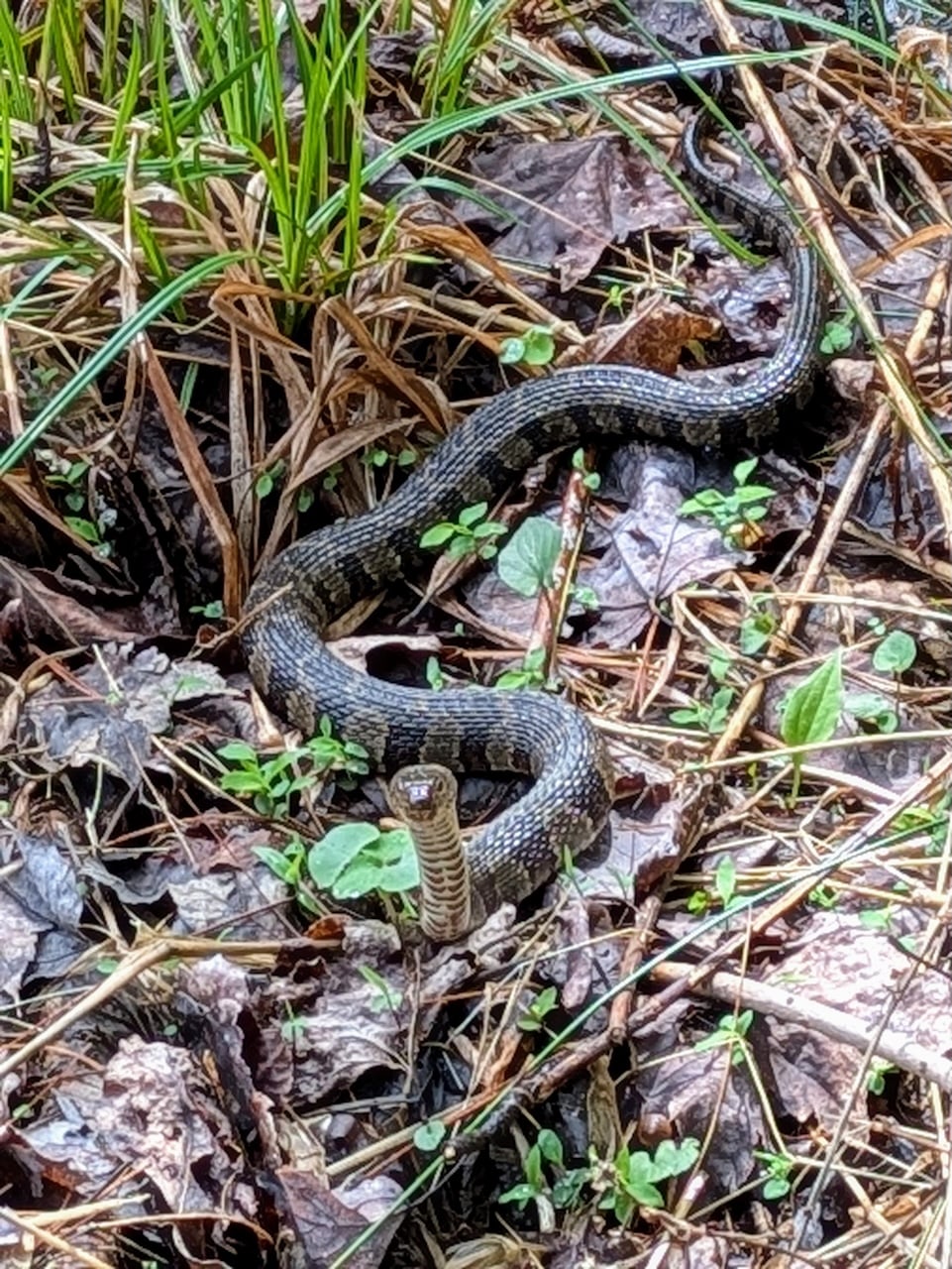 Adorable Little Snake