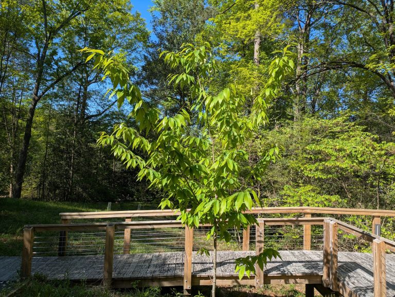 American Chestnut Tree Growing at Atlanta History Center