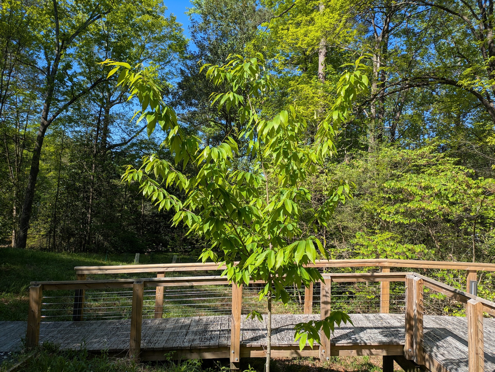 American Chestnut Tree Growing at Atlanta History Center