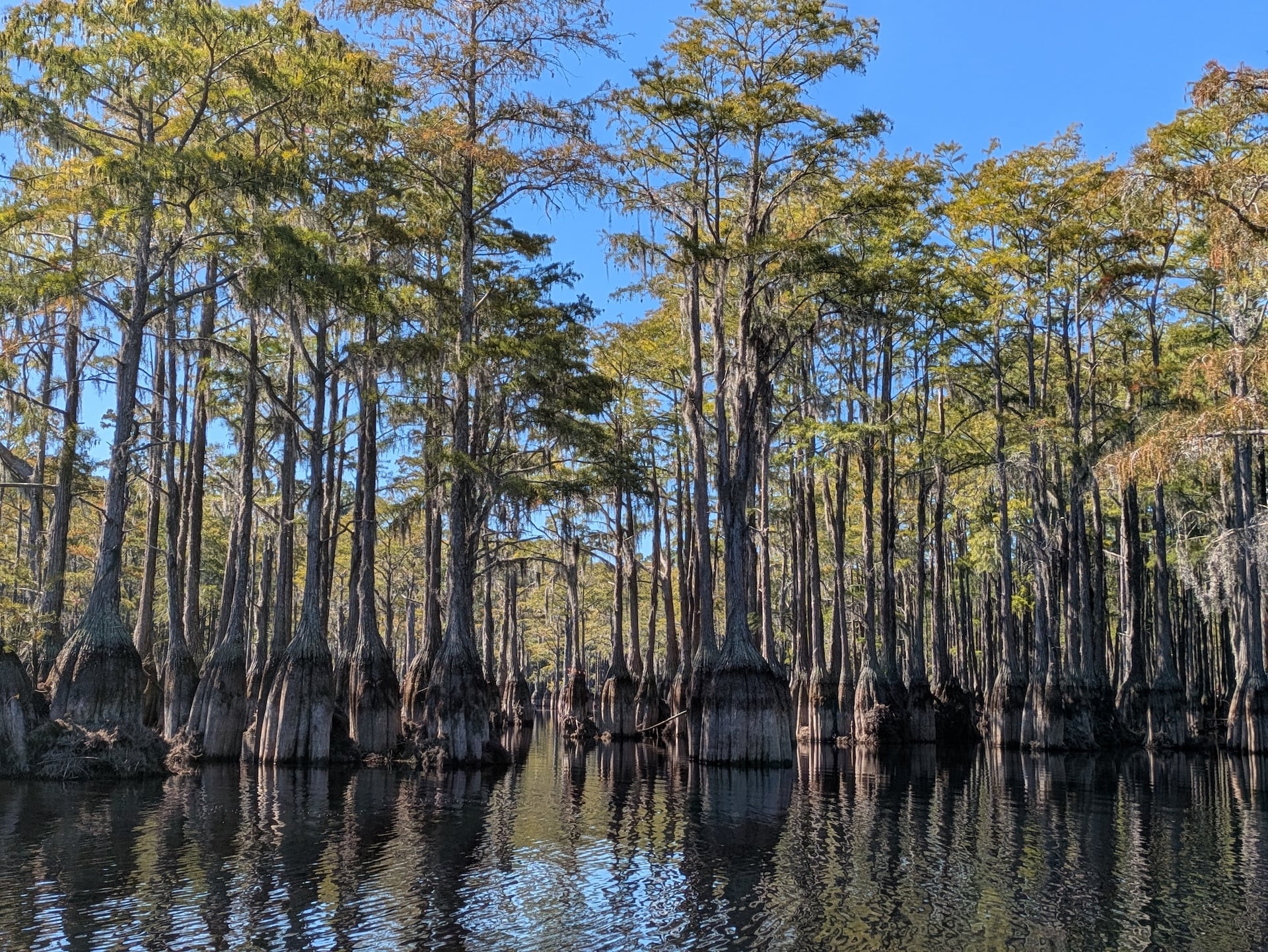 Bald Cypress Forest at George L Smith State Park