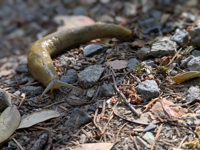 Banana Slug Exploring Leaf Litter
