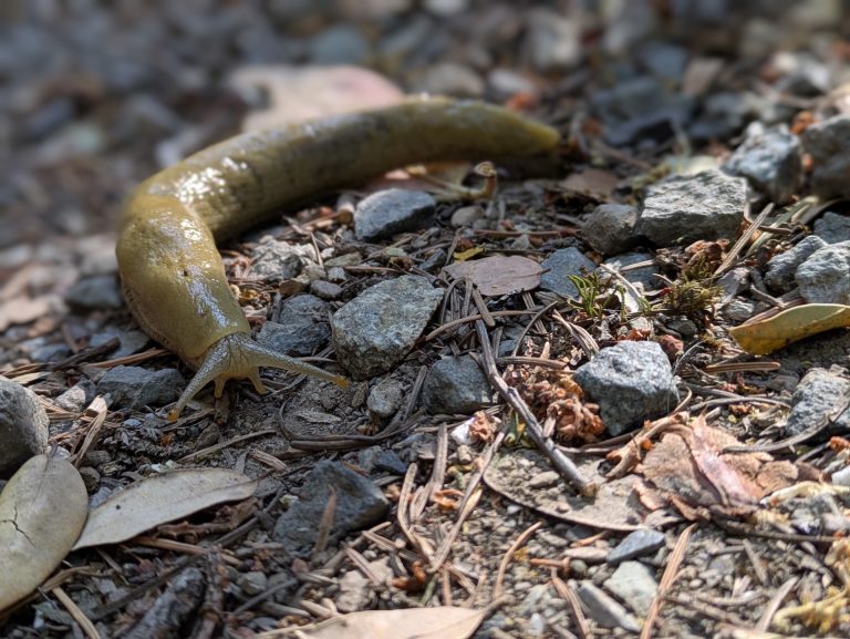 Banana Slug Exploring Leaf Litter