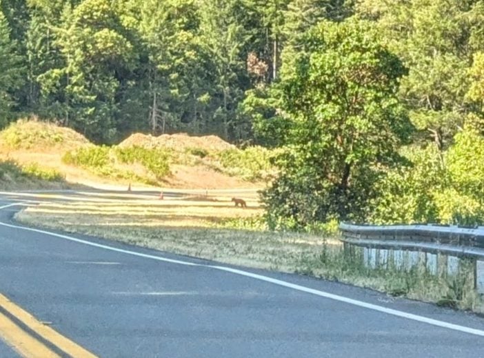 Black Bear Cub Waiting To Cross the Road in Six Rivers National Forest
