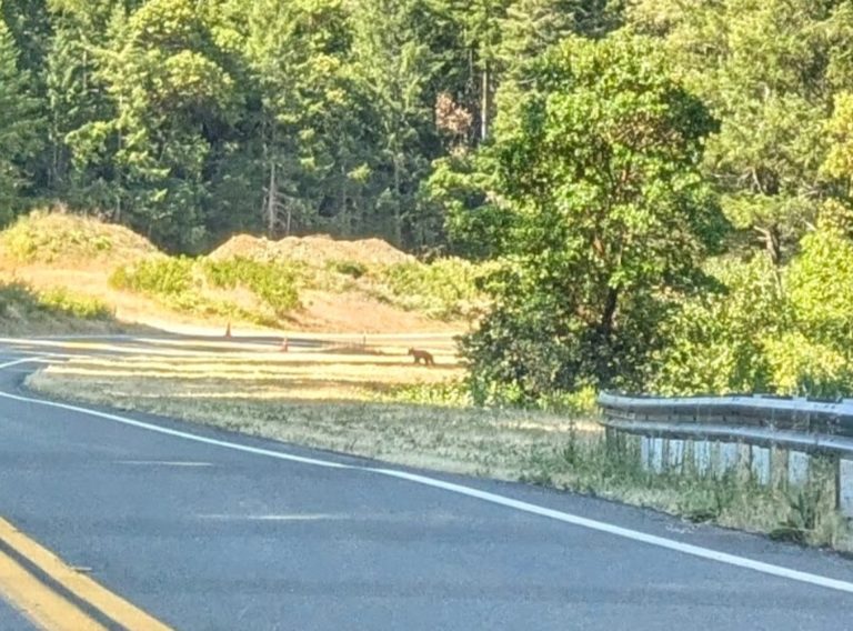 Black Bear Cub Waiting To Cross the Road in Six Rivers National Forest