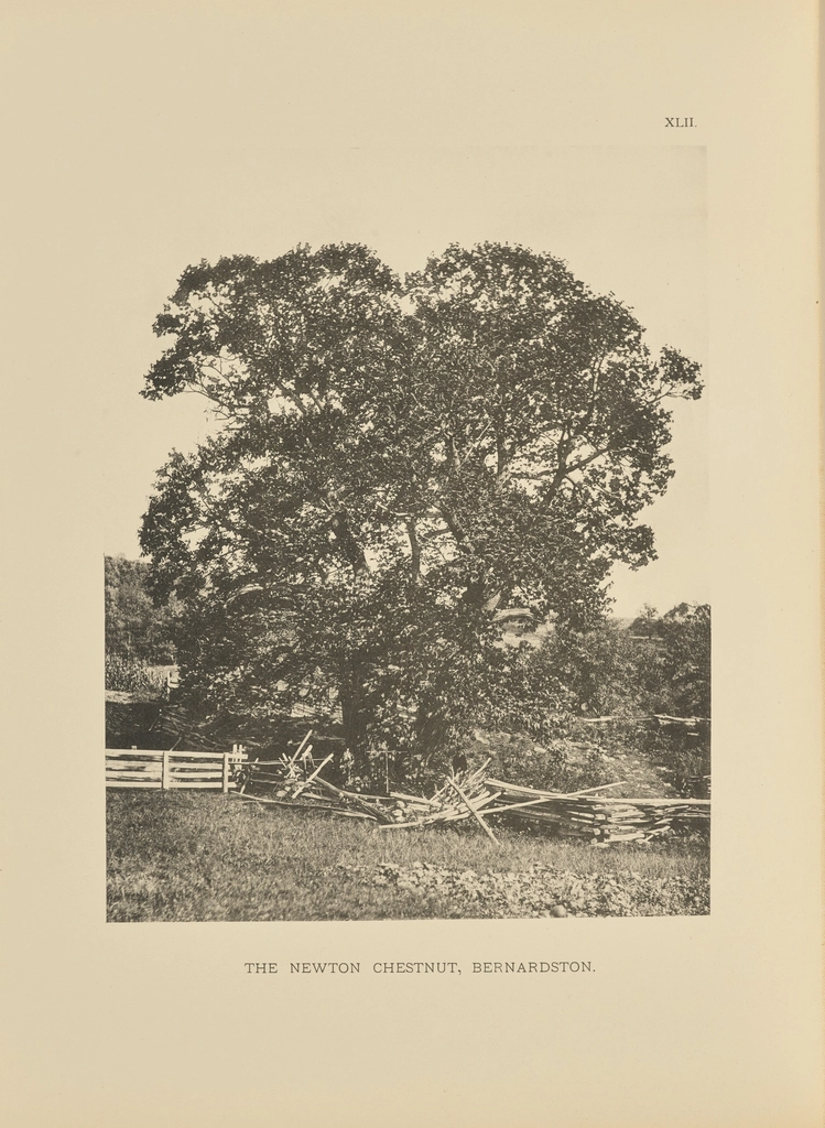Newton Chestnut, Bernardston Henry Brooks