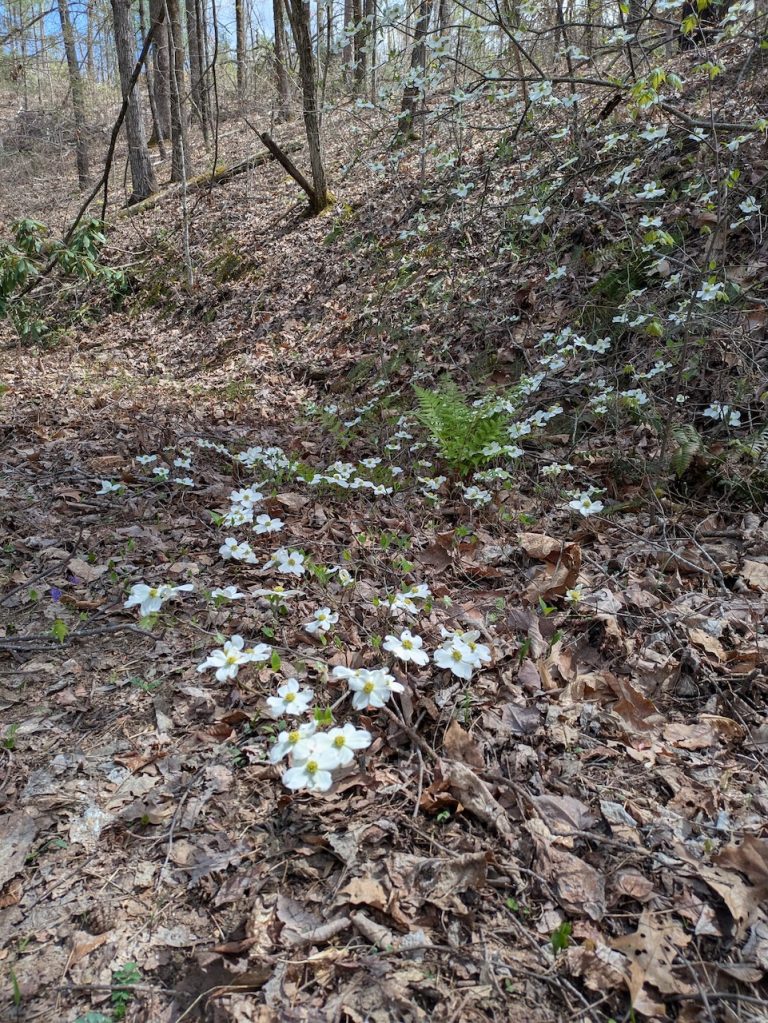 Dogwood Tree Growing on The Ground