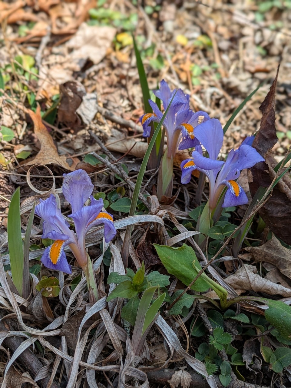 Dwarf Violet Iris Showing Out in the Chattahoochee National Forest