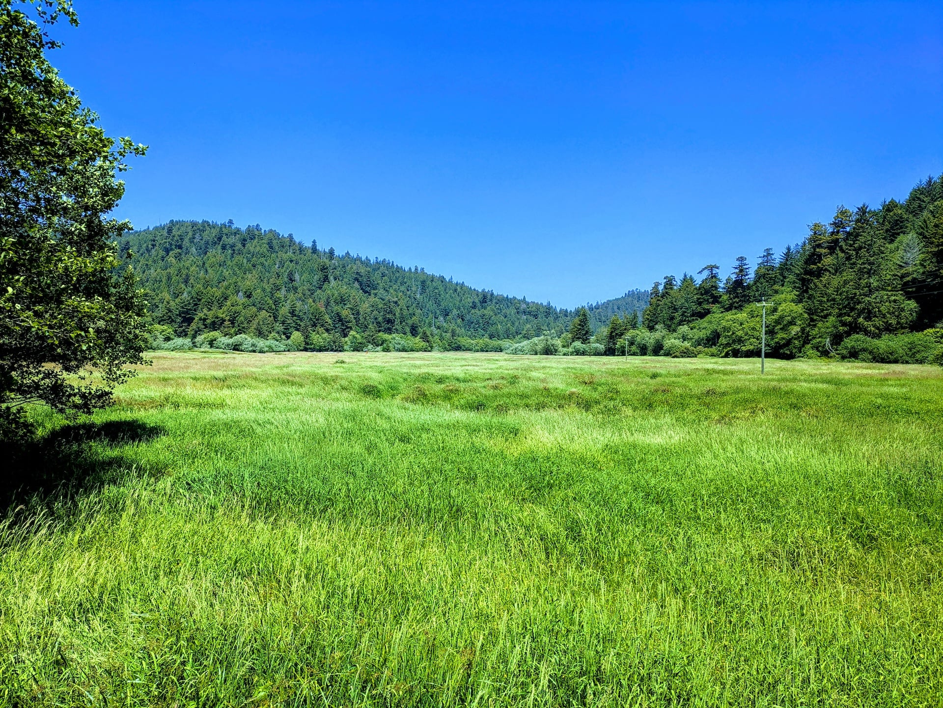 Elk Meadow at Redwood National Park