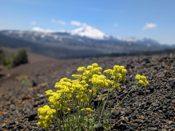 Flowers on a Volcano