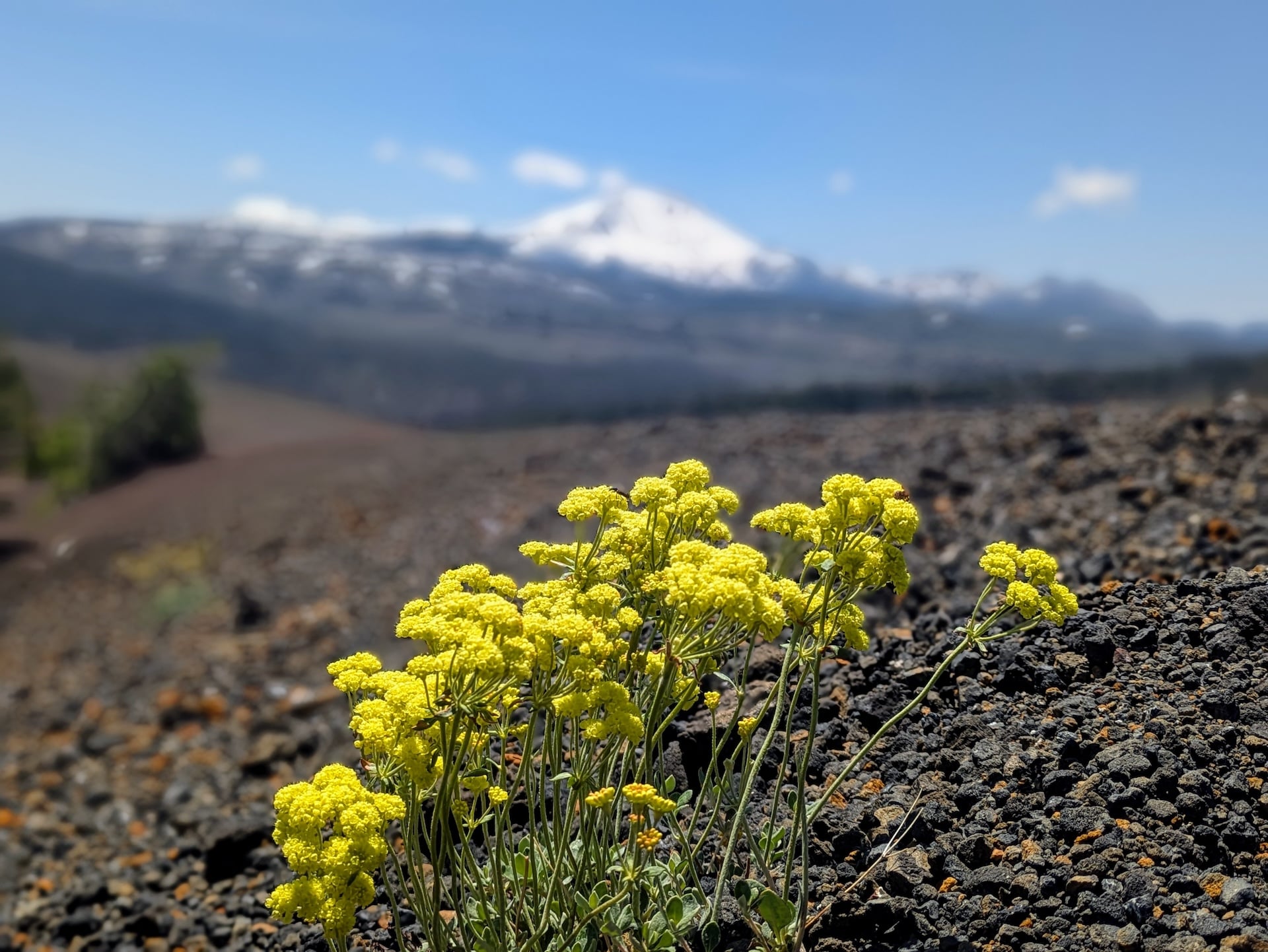 Flowers on a Volcano