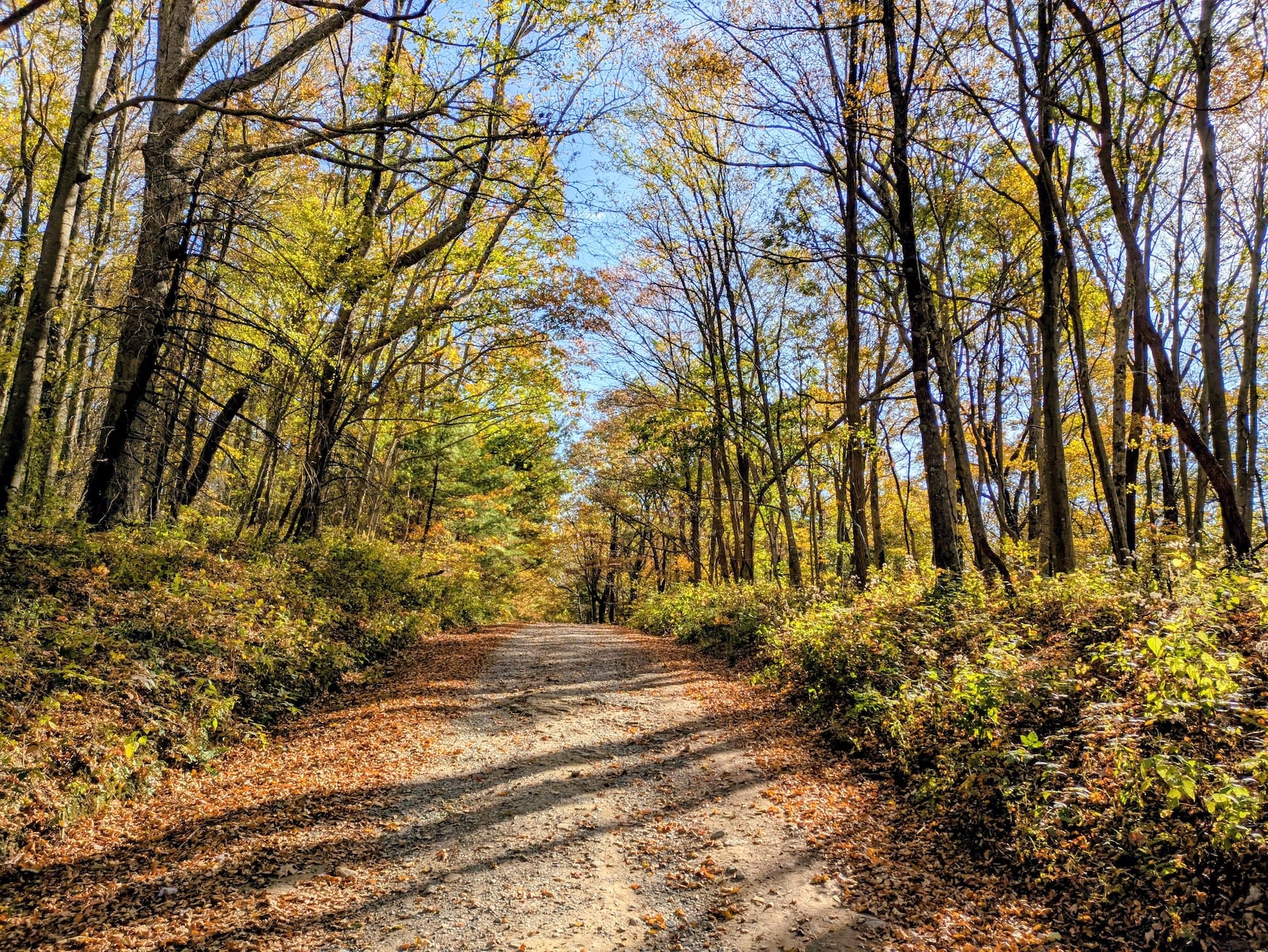 Forest Service Road in the Chattahoochee National Forest