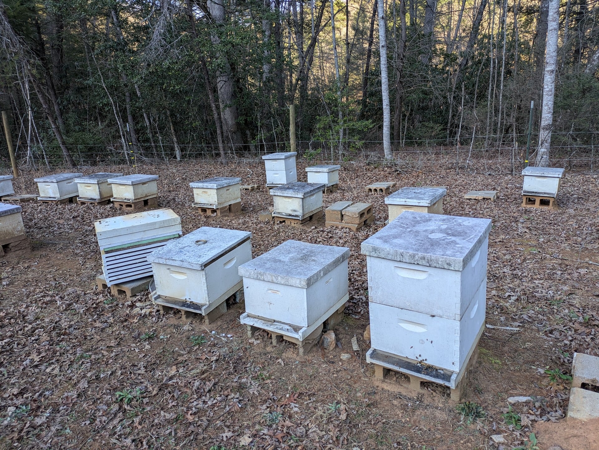 Honeybees Working Hard