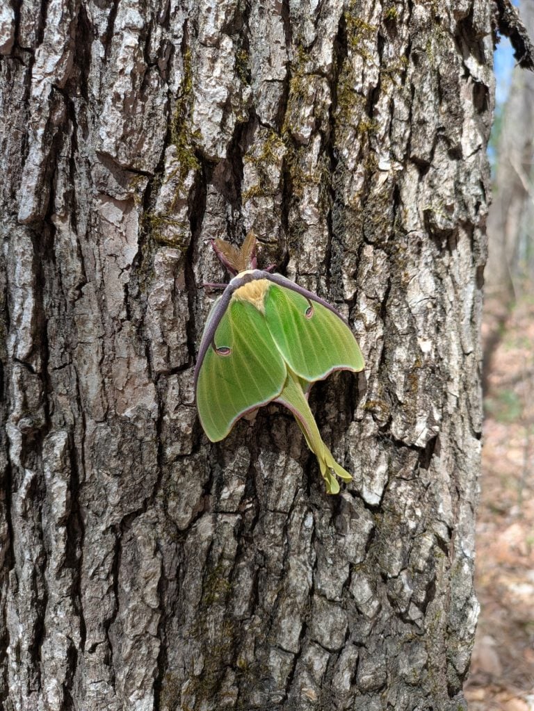 Luna Moth Chillin' in Georgia's Cohutta Wilderness