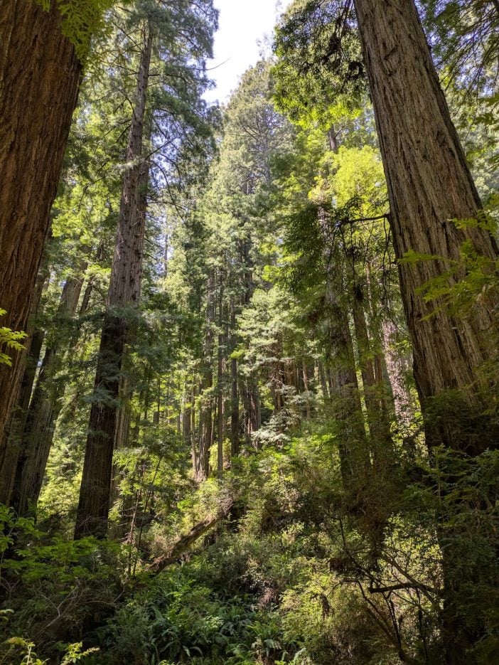 Redwood Forest & Ecosystem