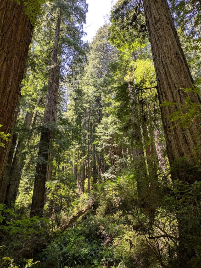 Redwood Forest & Ecosystem