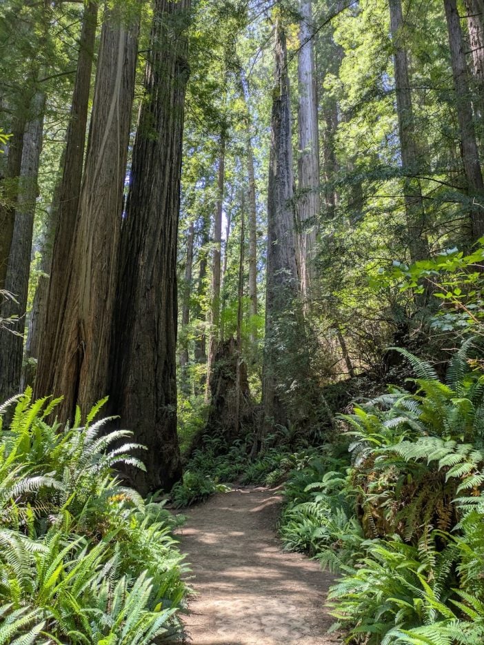 Redwood Grove