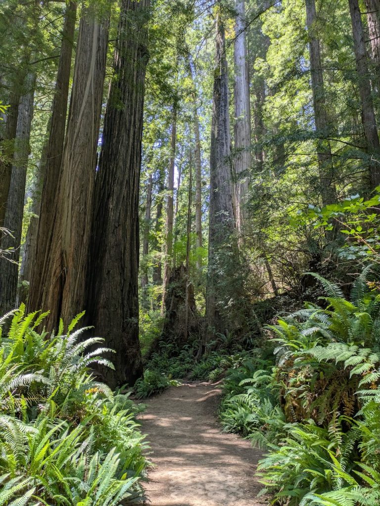 Redwood Grove