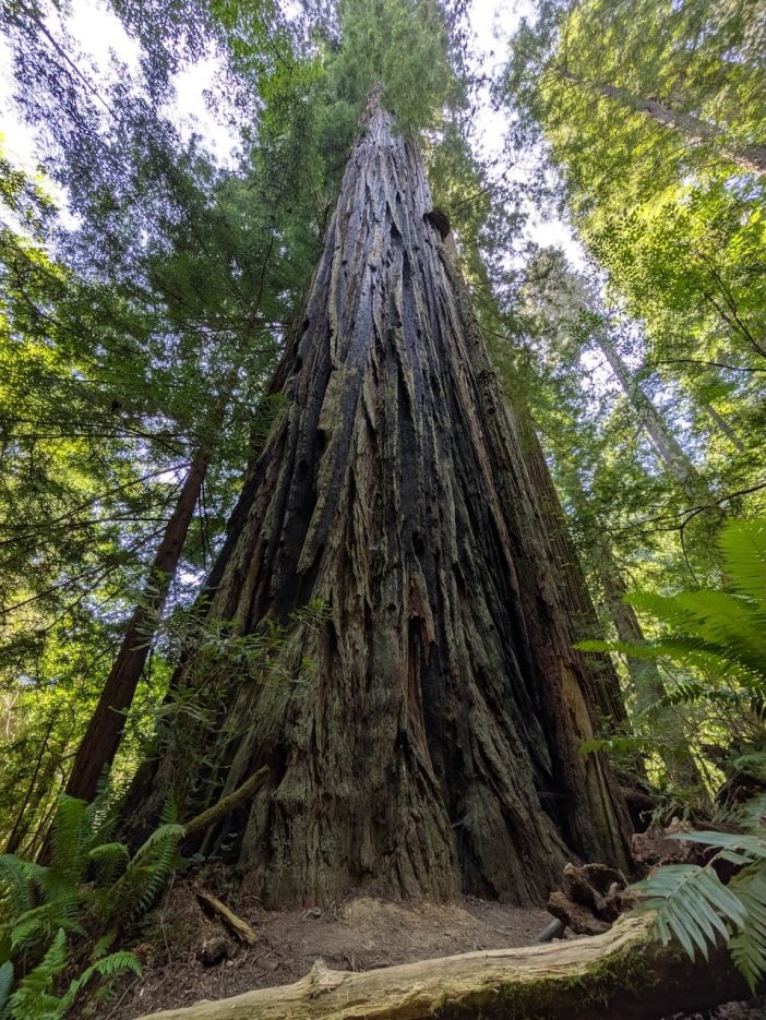 Redwood Tree on the Trillium Trail in Redwood State & National Parks