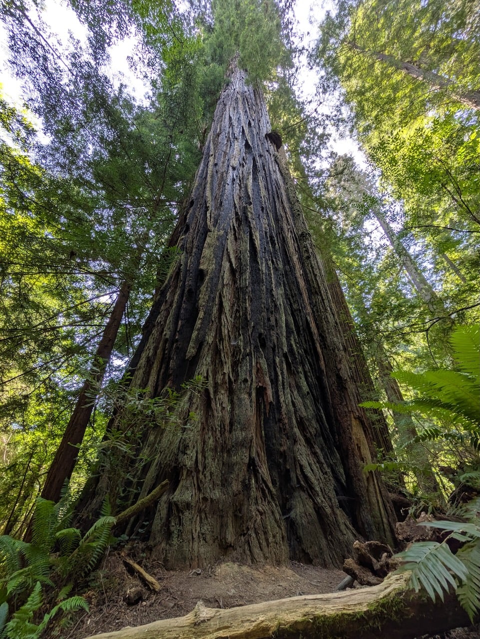 Redwood Tree on the Trillium Trail in Redwood State & National Parks
