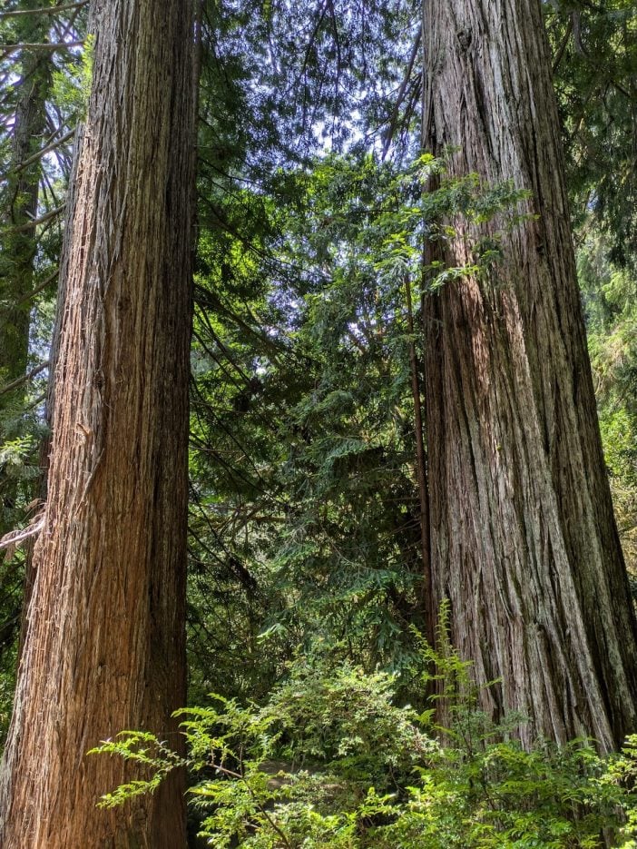 Redwoods