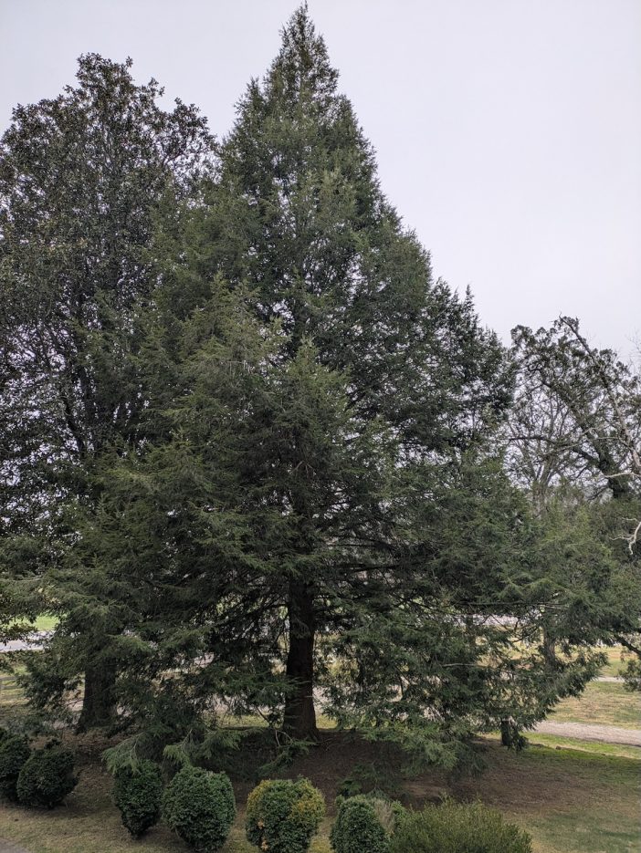 Ridiculously Perfect Eastern Hemlock