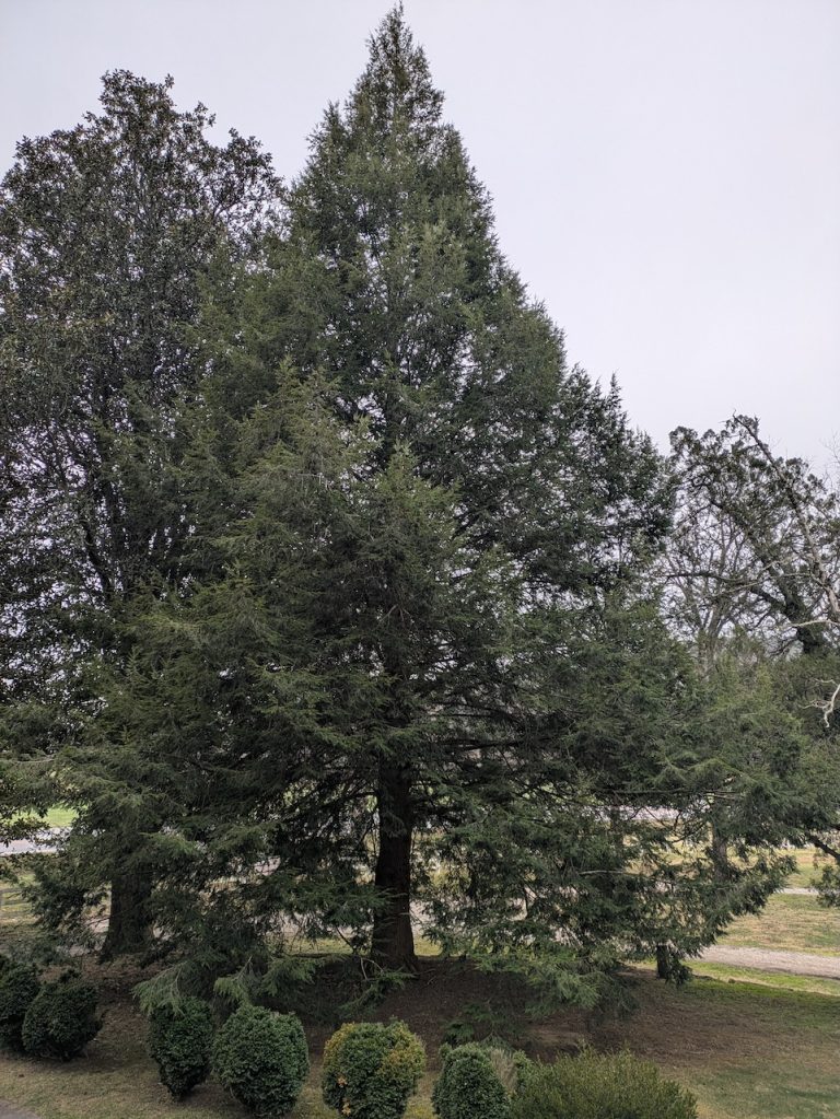 Ridiculously Perfect Eastern Hemlock