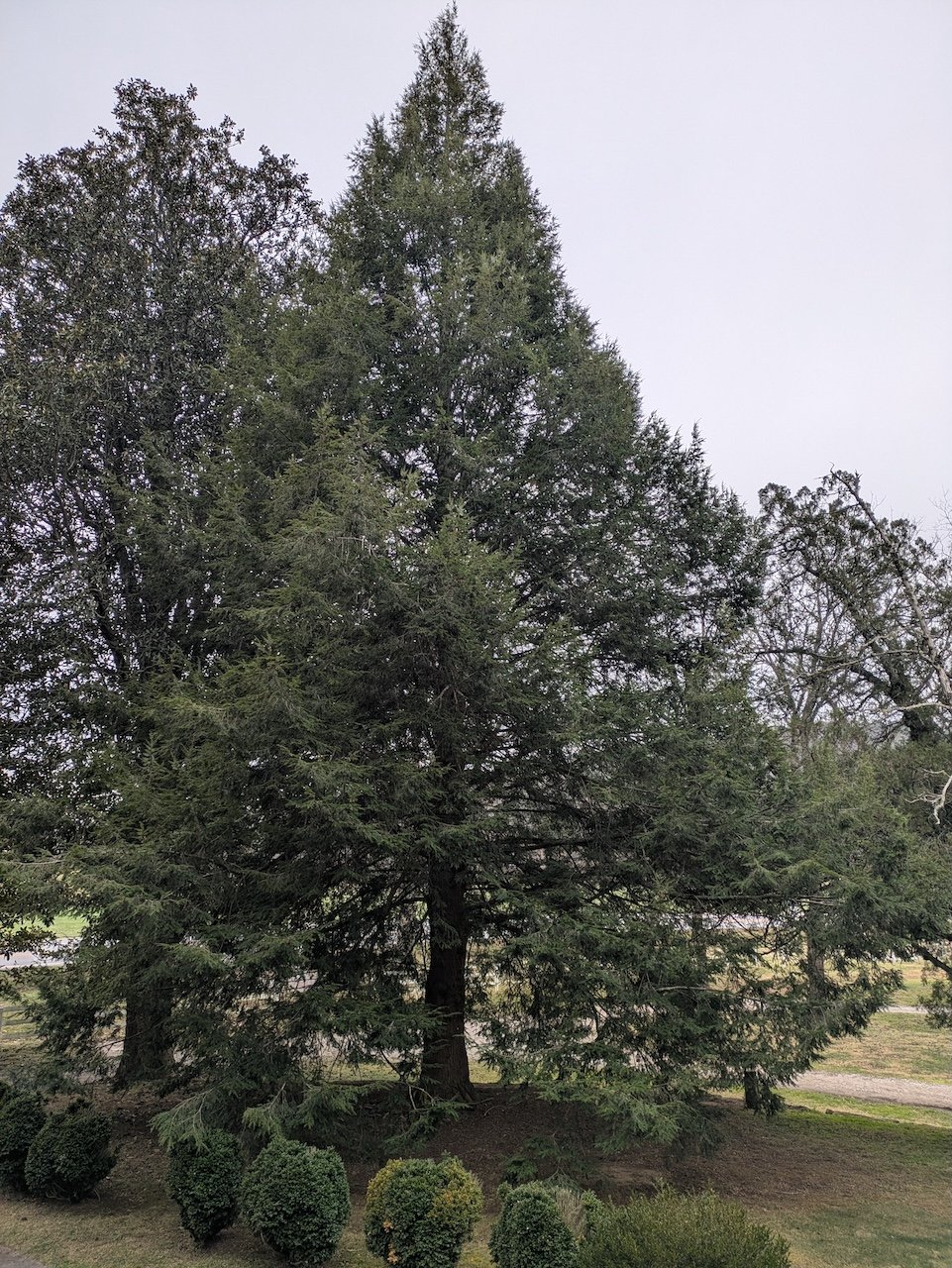 Ridiculously Perfect Eastern Hemlock