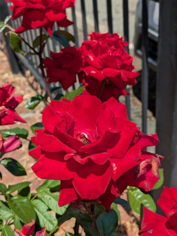 Roses Blooming