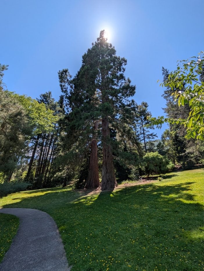 Sequoia Tree in Ashford