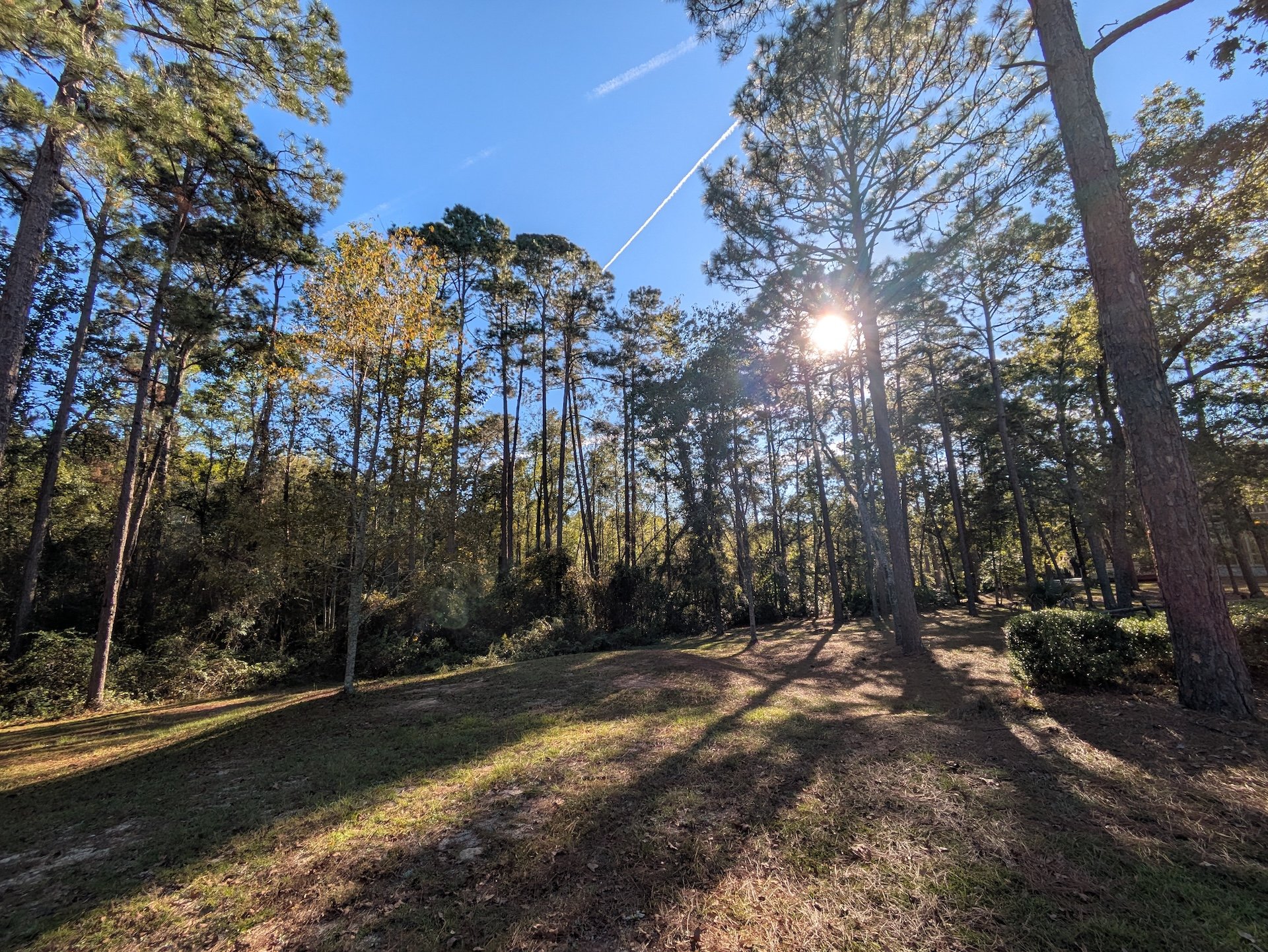 South Georgia Pine Forest