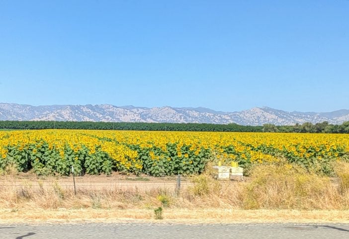 Sunflower Farm in the Sacramento River Valley