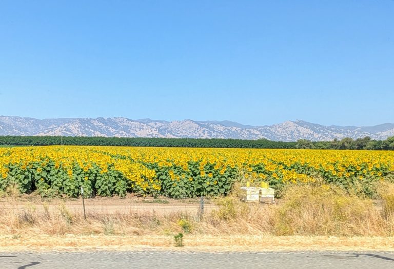 Sunflower Farm in the Sacramento River Valley