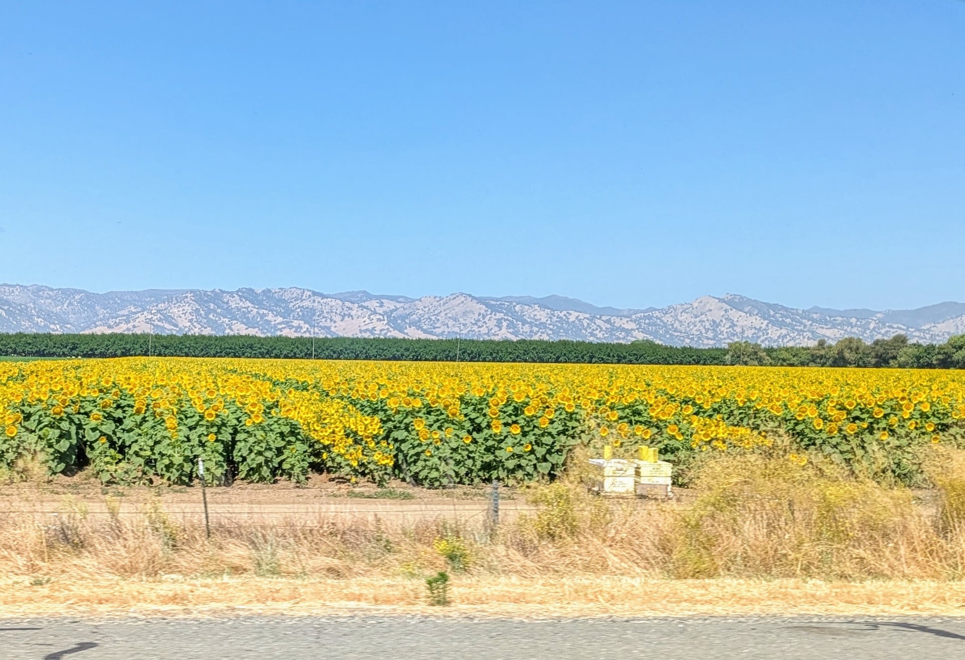 Sunflower Farm in the Sacramento River Valley