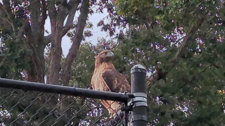 The Grant Park Hawk