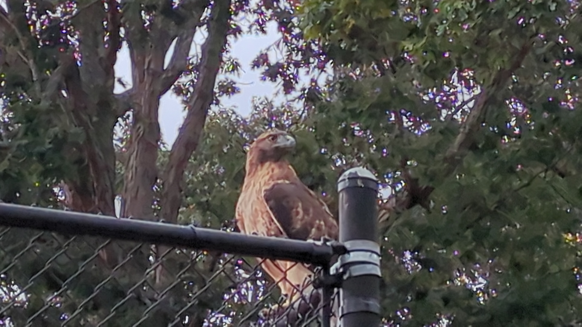 The Grant Park Hawk