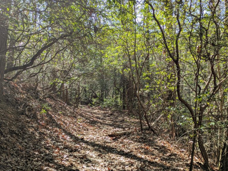 Trail through Mountain Laurel in the Southern Appalachians