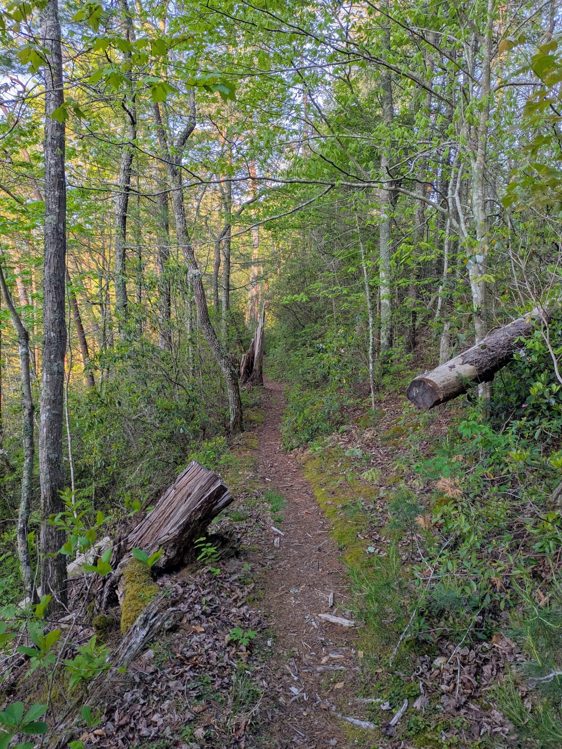 Consauga River Trail near Murray's Lake