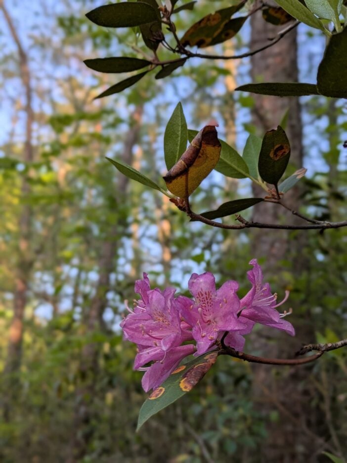 Catawba Rhododendron Blooms