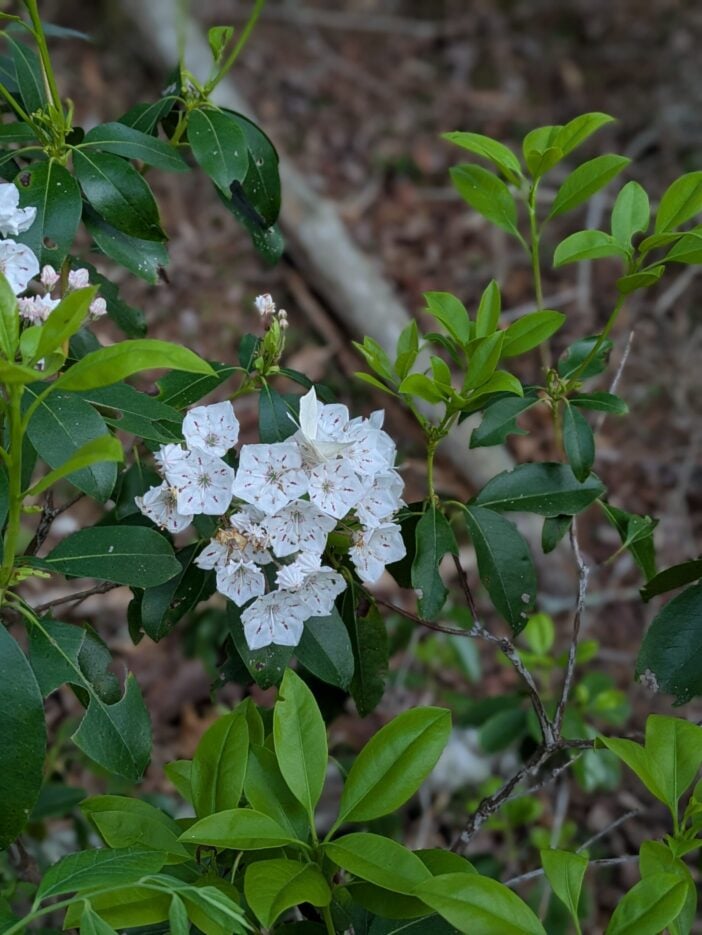 Mountain Laurel