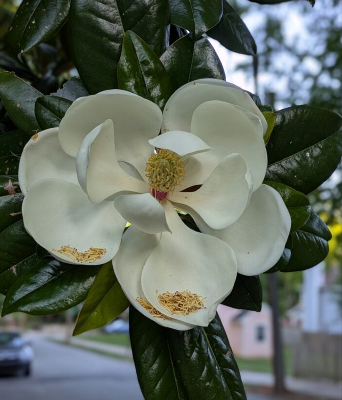Southern Magnolia Flower