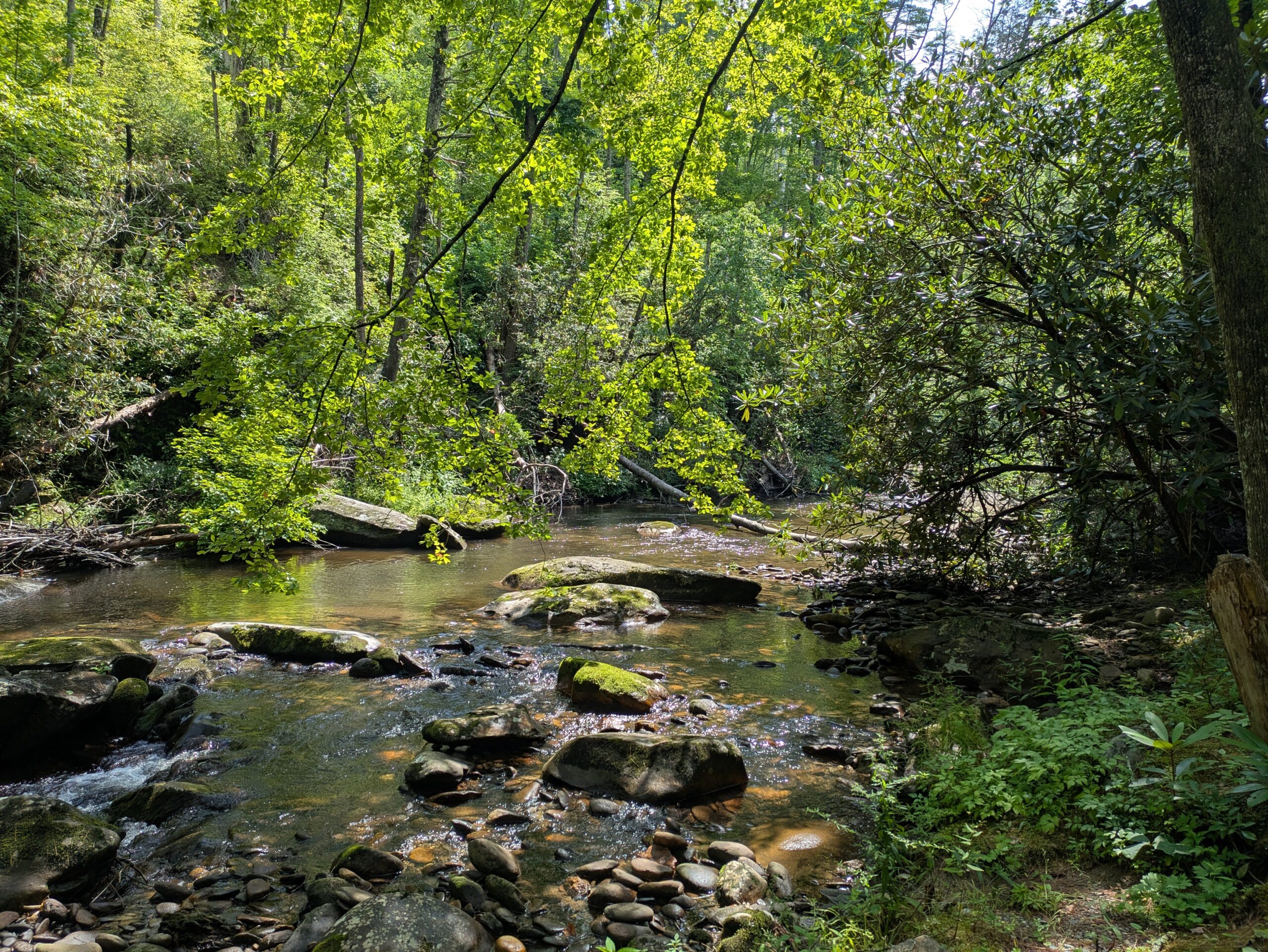 Conasauga River in Summer 1