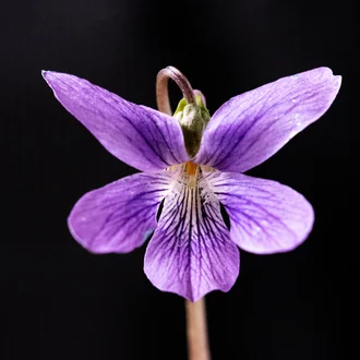 Betsy Roberts Miller ⁂