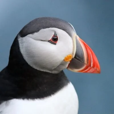 Birds of the world 🌍🦜