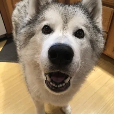 Huskify
